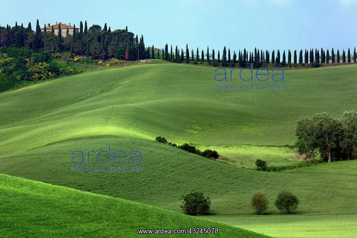 : Rolling fields and row of cypress trees : Rolling fields and row of cypress trees