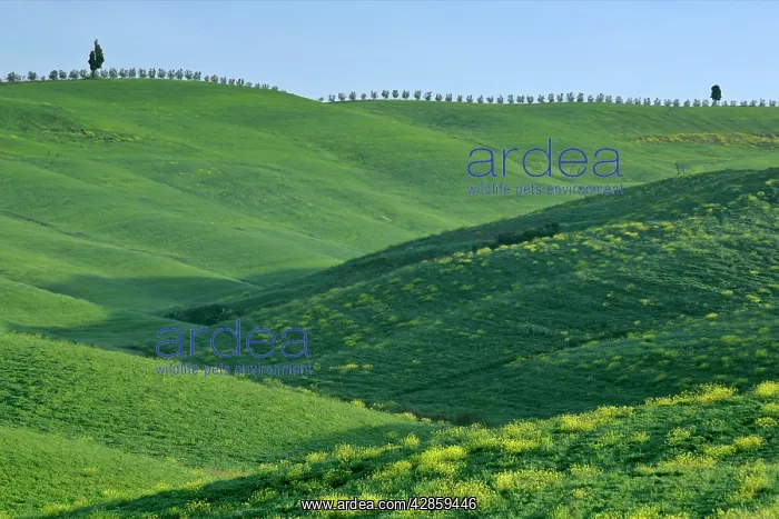 : Rolling hills in springtime : Rolling hills in springtime