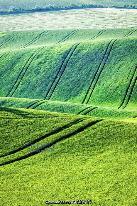: Rolling landscape of green fields in South Moravia : Rolling landscape of green fields in South Moravia