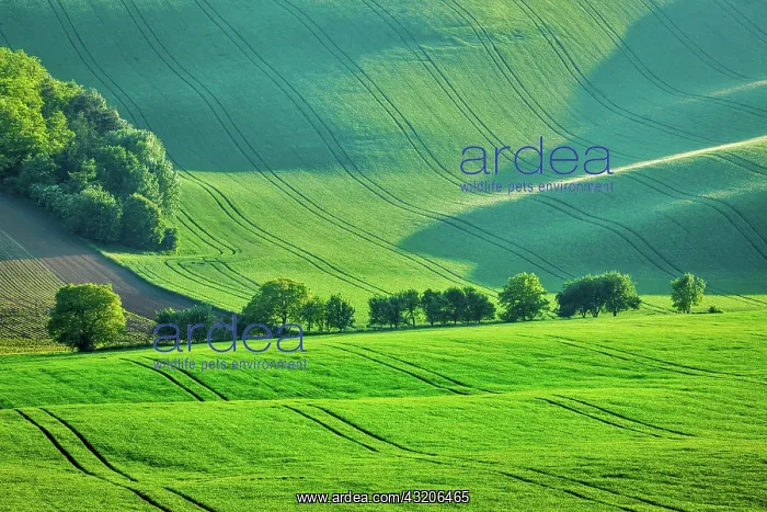 : Rolling summer landscape of Moravia, Czech Republic, Europe : Rolling summer landscape of Moravia, Czech Republic, Europe