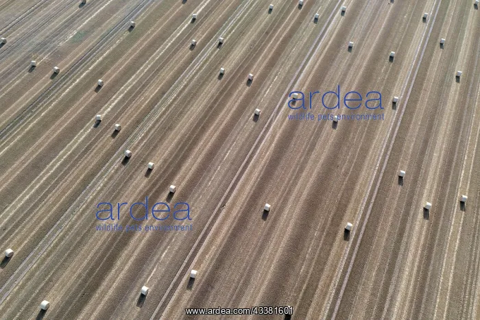 : Rolls of straw lying on a harvested field, photograph : Rolls of straw lying on a harvested field, photograph