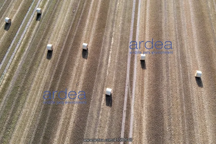 : Rolls of straw lying on a harvested field, photograph : Rolls of straw lying on a harvested field, photograph