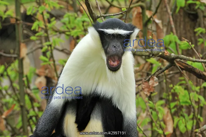  : Roloway Monkey  /  Diana Guenon  /  Diana Monkey -