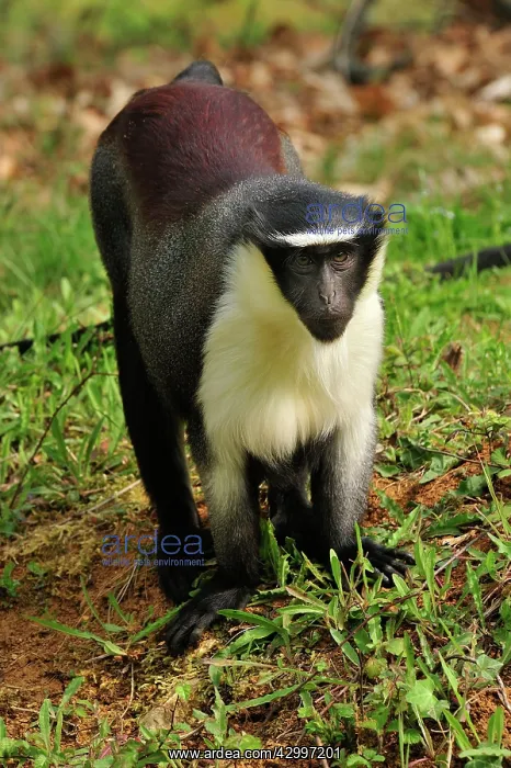  : Roloway Monkey  /  Diana Guenon  /  Diana Monkey