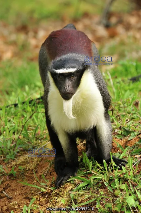 : Roloway Monkey / Diana Guenon / Diana Monkey : Roloway Monkey / Diana Guenon / Diana Monkey