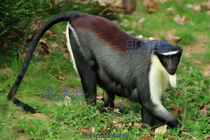 : Roloway Monkey / Diana Guenon / Diana Monkey : Roloway Monkey / Diana Guenon / Diana Monkey