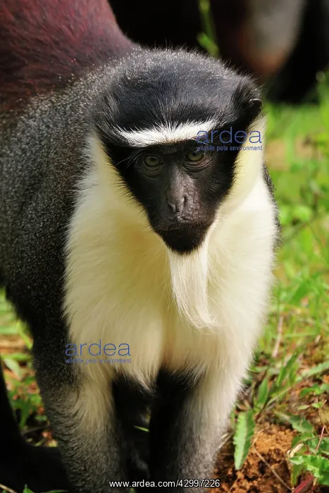 : Roloway Monkey / Diana Guenon / Diana Monkey : Roloway Monkey / Diana Guenon / Diana Monkey