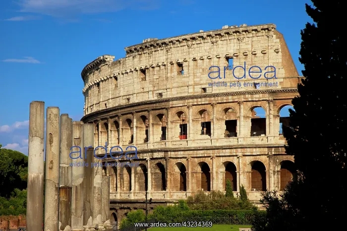 : Roman Coliseum, Rome, Lazio, Italy : Roman Coliseum, Rome, Lazio, Italy