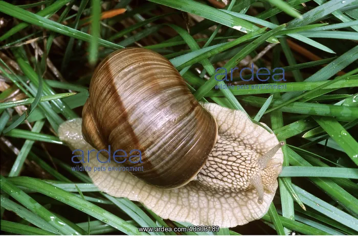 : Roman / Edible SNAIL : Roman / Edible SNAIL