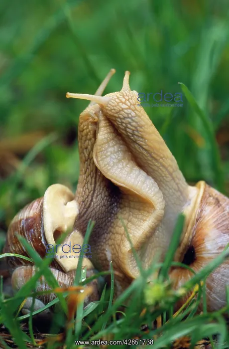 : Roman / Edible SNAILS - Mating : Roman / Edible SNAILS - Mating