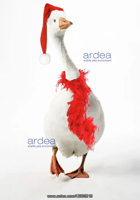 : Roman Goose : Roman Goose
