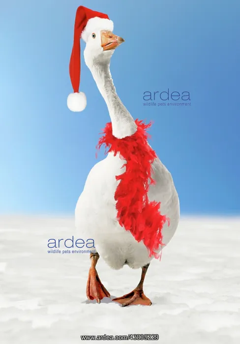: Roman Goose : Roman Goose