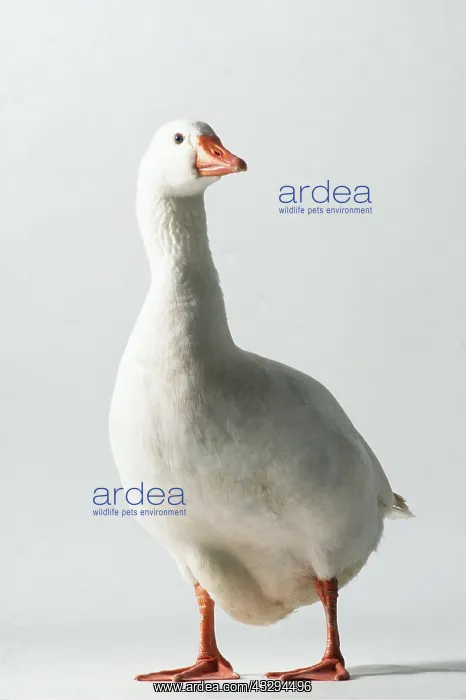 : ROMAN GOOSE - Domestic : ROMAN GOOSE - Domestic