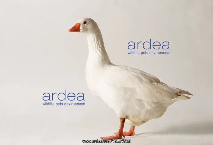 : ROMAN GOOSE - Domestic : ROMAN GOOSE - Domestic