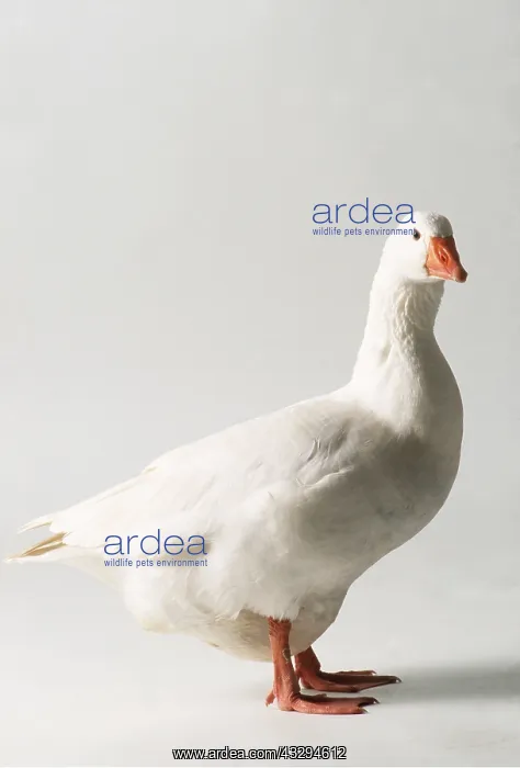 : ROMAN GOOSE - Domestic : ROMAN GOOSE - Domestic