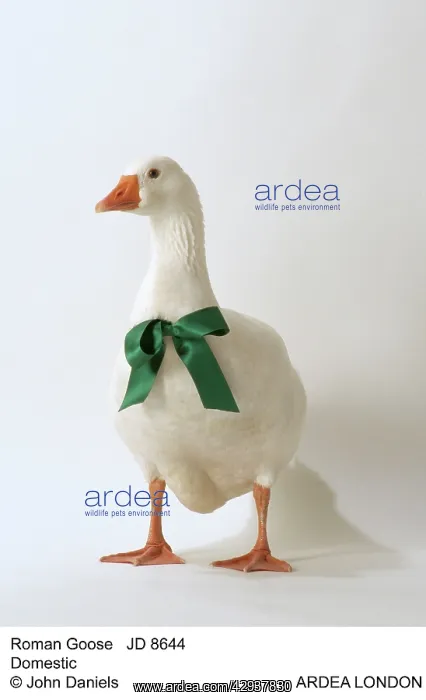 : Roman GOOSE - with green bow : Roman GOOSE - with green bow