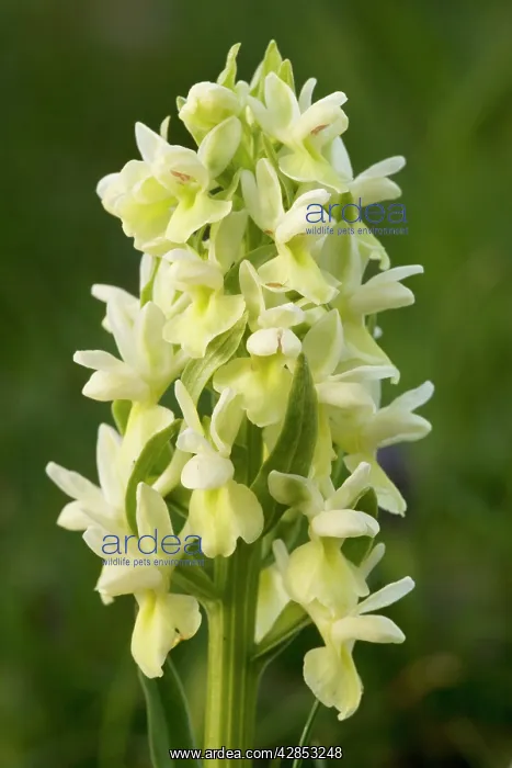 : Roman Marsh Orchid : Roman Marsh Orchid