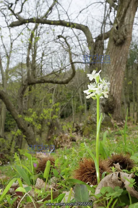 : Roman orchid - Dactylorhiza romana in a forest : Roman orchid - Dactylorhiza romana in a forest