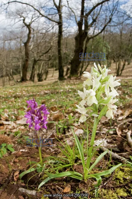 : Roman Orchid - in habitat : Roman Orchid - in habitat