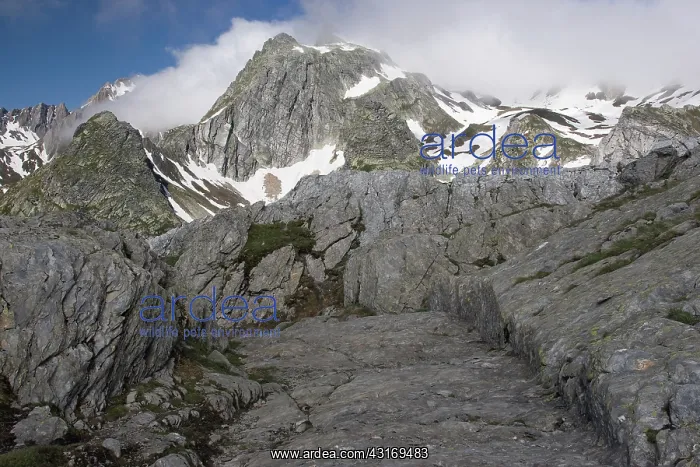 : Roman road at 2476m altitude, the most ancient pass through the western alps : Roman road at 2476m altitude, the most ancient pass through the western alps