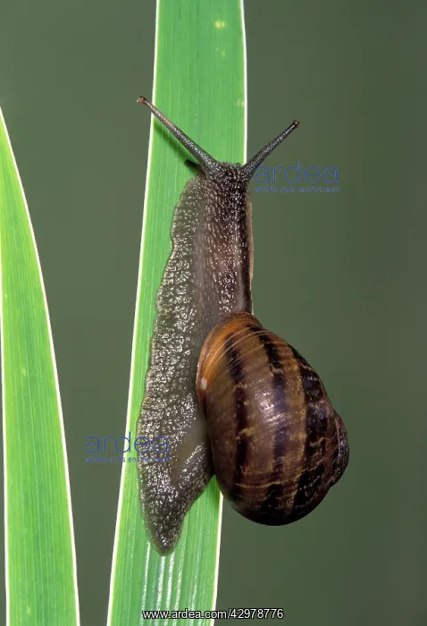 : Roman Snail : Roman Snail