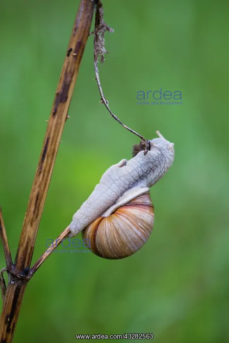 : Roman Snail / Edible Snail, eating dead thistle : Roman Snail / Edible Snail, eating dead thistle