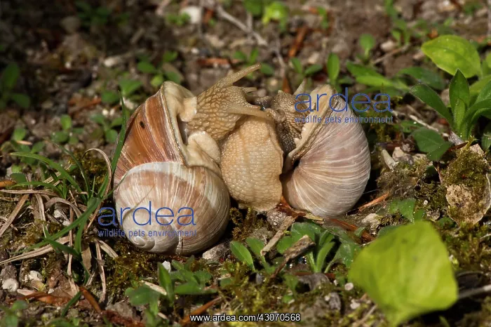 : Roman Snaill (Helix pomatia) mating. Allindelille : Roman Snaill (Helix pomatia) mating. Allindelille