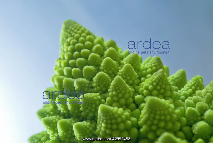 : Romanesco, Brassica oleracea : Romanesco, Brassica oleracea