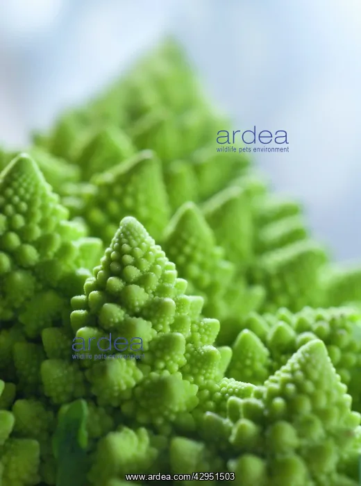 : Romanesco, Brassica oleracea : Romanesco, Brassica oleracea
