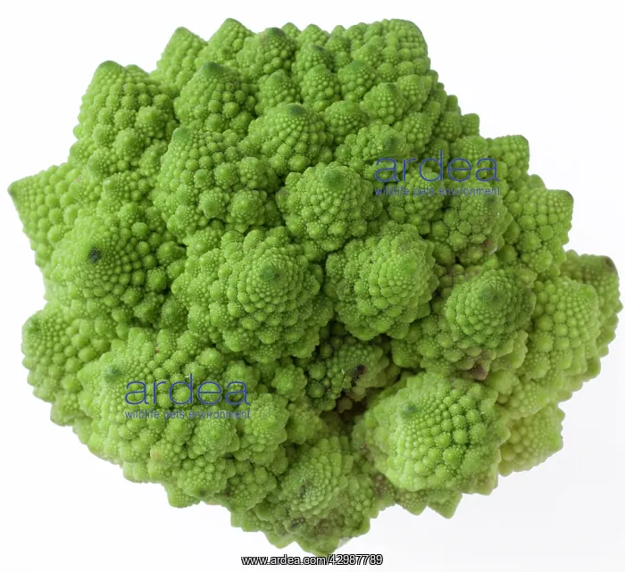  : Romanesco Broccoli  /  Roman Cauliflower