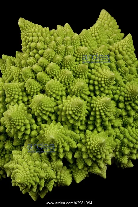 : Romanesco Cauliflower - Its structure is composed : Romanesco Cauliflower - Its structure is composed