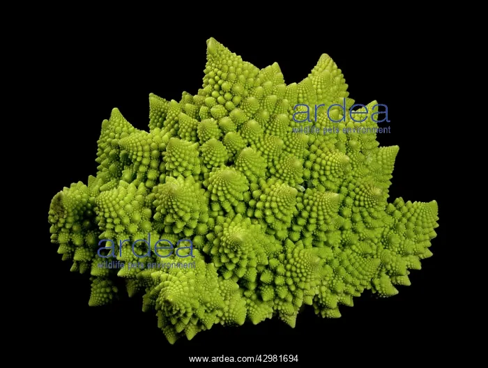 : Romanesco Cauliflower - Its structure is composed : Romanesco Cauliflower - Its structure is composed
