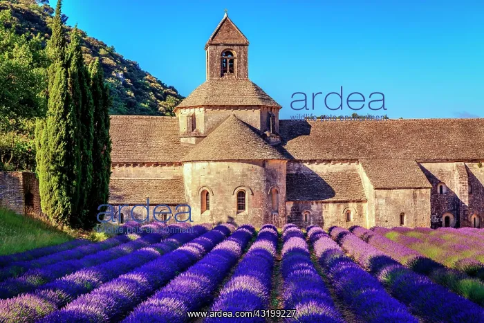 : The Romanesque Cistercian Abbey of Notre Dame of : The Romanesque Cistercian Abbey of Notre Dame of