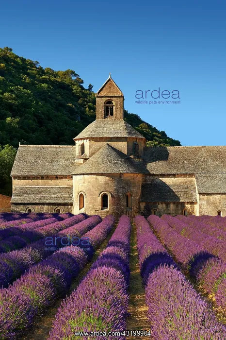 : The Romanesque Cistercian Abbey of Notre Dame of : The Romanesque Cistercian Abbey of Notre Dame of