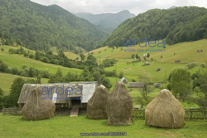 : Romania, Brasov, Bran, Countryside landscape : Romania, Brasov, Bran, Countryside landscape