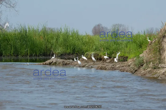 : Romania, Dobrudgea region, Tulcea, Danube : Romania, Dobrudgea region, Tulcea, Danube
