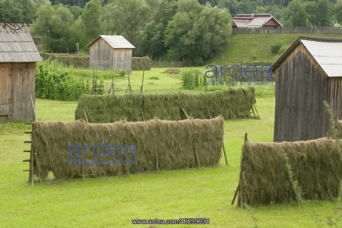 : Romania, Maramures, Fresh harvest Hay drying : Romania, Maramures, Fresh harvest Hay drying