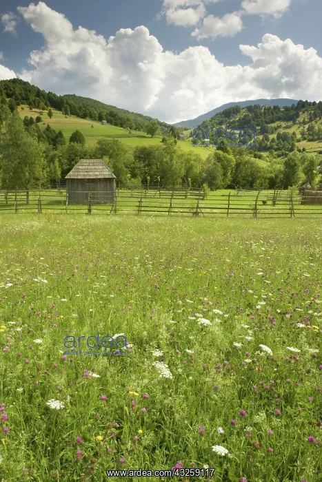 : Romania, Maramures, Fresh harvest Hay drying : Romania, Maramures, Fresh harvest Hay drying