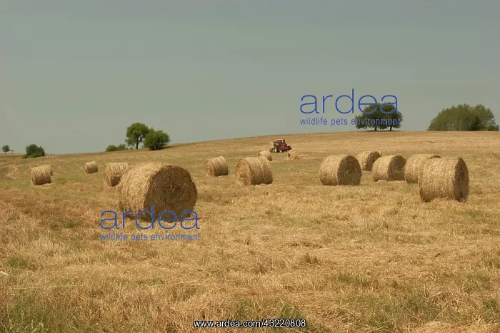 : Romania, Sibiu, Hay Harvest : Romania, Sibiu, Hay Harvest