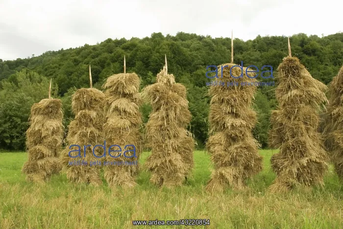 : Romania, Transilvania, Barley stacks