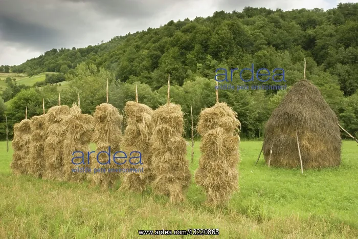 : Romania, Transilvania, Barley stacks : Romania, Transilvania, Barley stacks