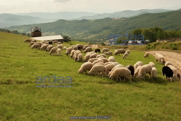 : Romania, Transilvania, Carpatian Mountains : Romania, Transilvania, Carpatian Mountains