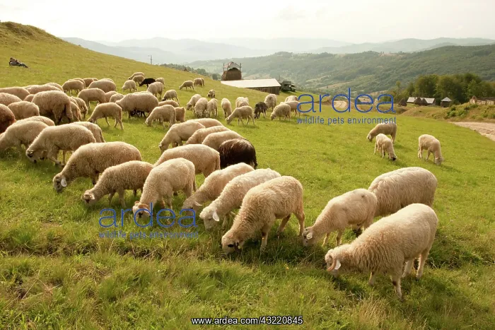 : Romania, Transilvania, Carpatian Mountains : Romania, Transilvania, Carpatian Mountains