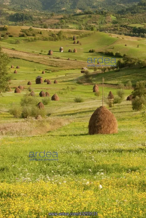 : Romania, Transilvania, Salaj, Hay stacks : Romania, Transilvania, Salaj, Hay stacks