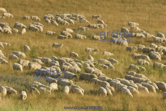 : Romania, Transilvania, Sheep herd : Romania, Transilvania, Sheep herd