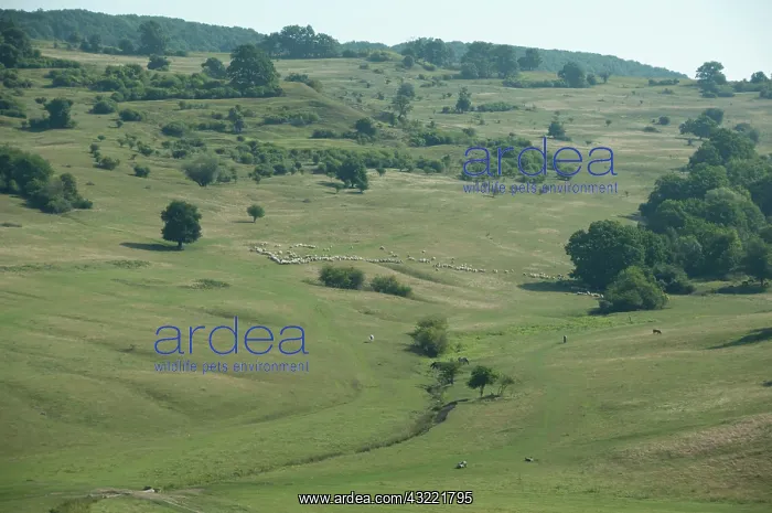 : Romania, Transylvania, Rasnov. Carpathian : Romania, Transylvania, Rasnov. Carpathian