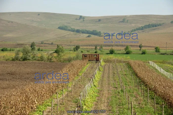 : Romania, Transylvania, Rosnov. Romanian : Romania, Transylvania, Rosnov. Romanian