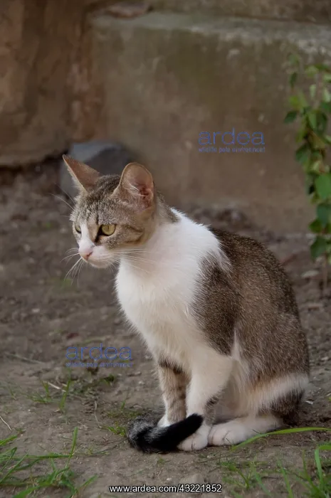 : Romania, Transylvania, Sighisoara. Pet cat : Romania, Transylvania, Sighisoara. Pet cat