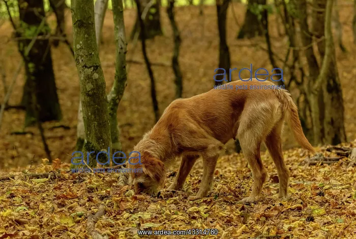 : Romanian truffle-hunting dog in old woodland in : Romanian truffle-hunting dog in old woodland in