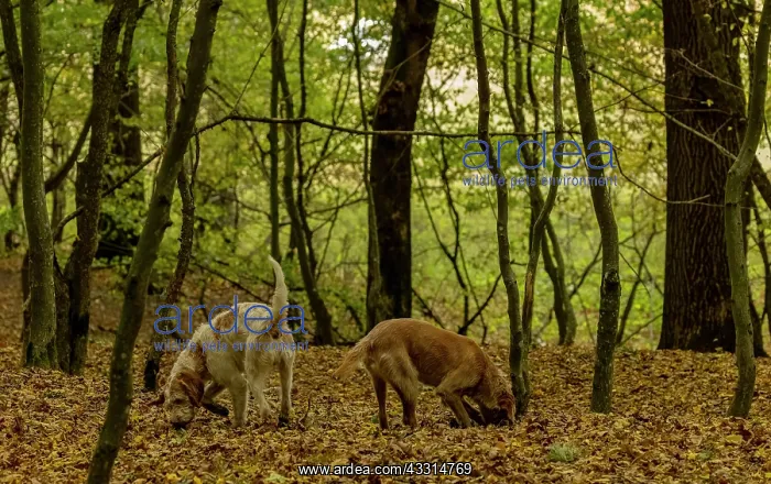 : Romanian truffle-hunting dogs in old woodland in : Romanian truffle-hunting dogs in old woodland in